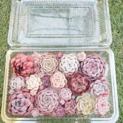 多肉植物　寄せ植え77　韓国苗