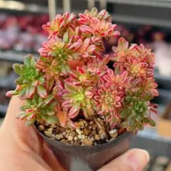 2026年最新】錦 アエオニウムの人気アイテム - メルカリ