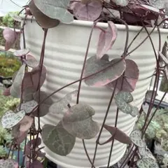 多肉植物　ハートカズラ斑入りのサムネイル