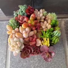 多肉植物　セダム　カット苗　寄せ植えに
