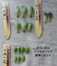 ミックスベリア 葉挿しセット 恋煩い はじまりの花 風の花のサムネイル