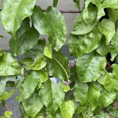 ★無農薬オカワカメ★