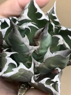 2026年最新】アガベ台湾ゴジラの人気アイテム - メルカリ