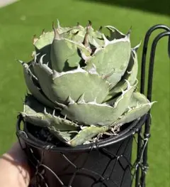 2025年最新】ジャガーノート 斑入りの人気アイテム - メルカリ