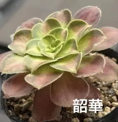 アエオニウム 6品種♡抜き苗セット⑦ アエオニウム 6品種♡抜き苗セット⑦ アエオニウム 6品種♡抜き