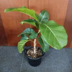 2025年最新】アフリカンプリンスの人気アイテム - メルカリ