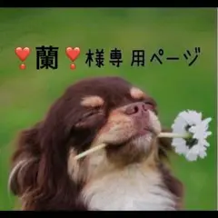 仔犬の置物 2匹セット No.2335 固まるハーバリウム
