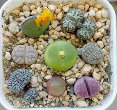 コノフィツム 、リトープス 寄せ植え 多肉植物