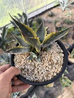 ⬛️速達 Darlingtonia ダーリングトニア 食虫植物 ⑤ - メルカリ
