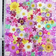 押し花素材　N1017 ノースボール ビオラ 紫陽花　バーベナ 小花　 押し花