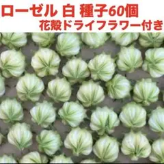 sumiretomboy様 リクエスト 3点 まとめ商品