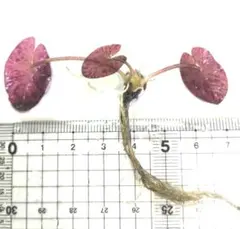 でらはんちょう様 リクエスト 7点 まとめ商品