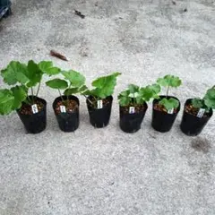 ラナンキュラスラックス　ディオネ　超希少　発芽済み　メルカリ便発送 ラナンキュラスラックス ディオネ 超希少 発芽済み メルカリ便