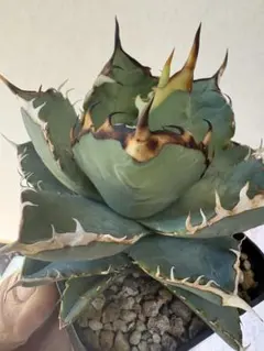 2025年最新】オテロイ 青葉の人気アイテム - メルカリ