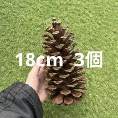 2026年最新】青松ぼっくりの人気アイテム - メルカリ