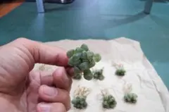 ハオルチア オブツーサ 抜き苗 15個セット