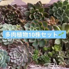多肉植物　10株セット　カット苗　寄せ植え　韓国苗　癒し　植物のサムネイル
