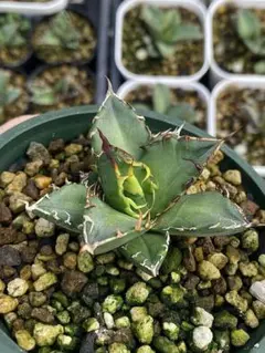 4月入荷 オテロイ 種子 9000粒 チタノタ アガベ アガベ：オテロイ イラン産（チタノタ FO-076）7号鉢植え の通販