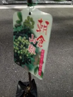 朝倉山椒の実 1kg クール便着払い - メルカリ