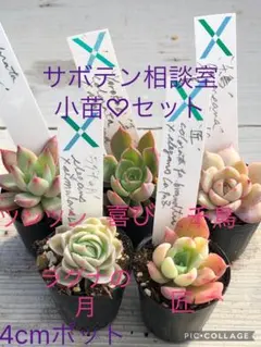 サボテン相談室 ホリコロ サボテン相談室さんへ。それからコロラータ | コキリノSucculents Life
