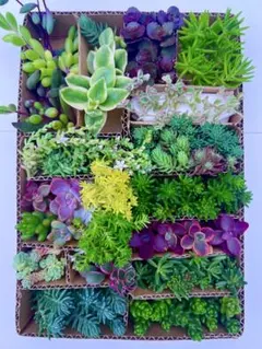 Sale❣️多肉植物セダム カット苗２０種詰め合せ 寄せ植えセット★発送メルカリ