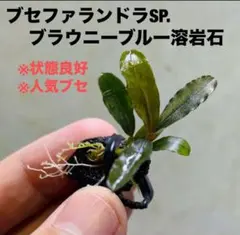 2025年最新】ブセファンドラの人気アイテム - メルカリ