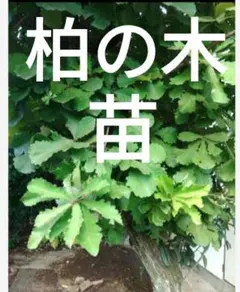 北の蝦夷 黄色く紅葉する ミズナラ 計10本 ハルニレ どんぐりの苗木