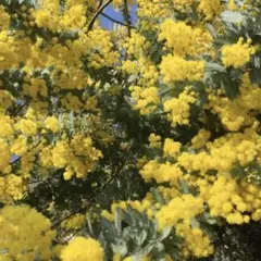 ミモザの種 20粒