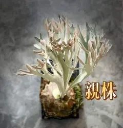 2025年最新】elsa ビカクシダの人気アイテム - メルカリ