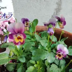ビオラの種（50粒程）のサムネイル