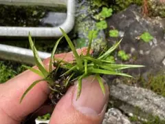 日本の水草　ゴマシオホシクサ　20株のサムネイル