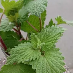 農薬不使用 キャットニップ 抜き苗 - メルカリ
