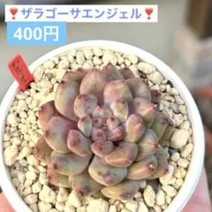 ❣️ザラゴーサエンジェル❣️現品 エケベリア 寄せ植え 多肉弁当 多肉