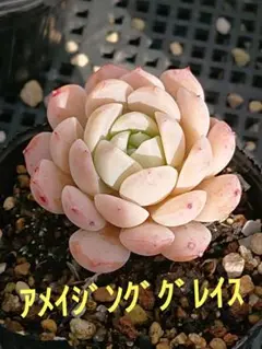 2026年最新】アメイジンググレイス 多肉の人気アイテム - メルカリ