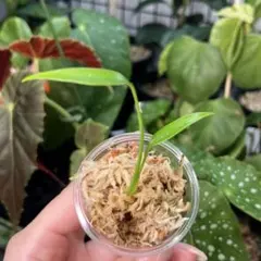 Anthurium Miss Freckles✖️RVDP（斑入り) - メルカリ
