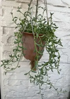多肉植物 ドルフィンネックレス カット苗（約20cm10カット以上分