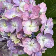 あじさい【フラウノブコ】枝5本アジサイ紫陽花 あじさい【フラウノブコ】枝5本アジサイ紫陽花 - メルカリ