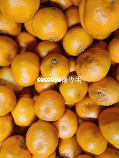 cocoaya様専用です。