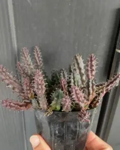 2025年最新】フェルニアの人気アイテム - メルカリ