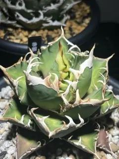 2026年最新】レッドキャットウィーズル 子株の人気アイテム - メルカリ