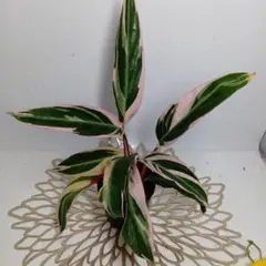 cocoaco様 リクエスト 3点 まとめ商品