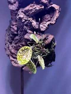 2025年最新】レパンテスの人気アイテム - メルカリ