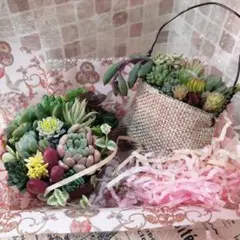 【666人突破記念】そのまま飾れる多肉植物の寄せ植え*２つセット