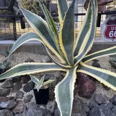 2025年最新】アガベ アメリカーナの人気アイテム - メルカリ