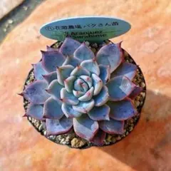 2025年最新】パクさん苗の人気アイテム - メルカリ