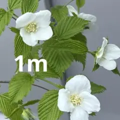 シロヤマブキ　特大株　1m 開花終わりですのサムネイル