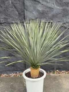 選抜品種】 幹極太 ユッカ ロストラータ 9号 陶器鉢 植え込み - メルカリ