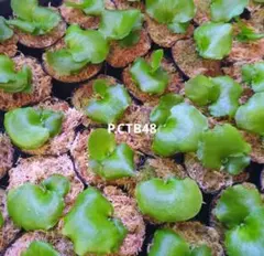 【コメ様確認用】P.Super Monkey /ビカクシダ