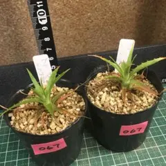 2026年最新】アガベ ミラビリスの人気アイテム - メルカリ