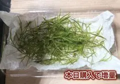 無農薬ナヤス フードパック1パック分 水中葉 水草 メダカ 産卵床 稚魚 エビのサムネイル